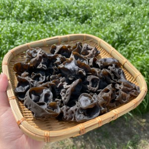 친환경 무농약 생목이버섯 500g 1kg 흑목이